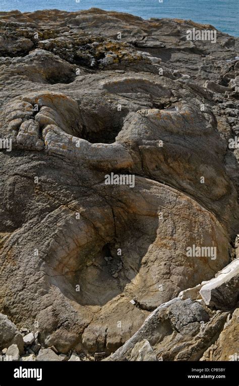 Fossil Forest, Lulworth Cove, Dorset, Engalnd Stock Photo - Alamy