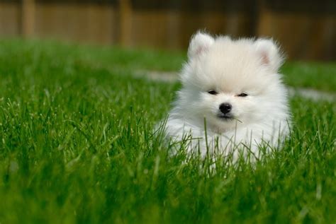 Alguno tiene un pomeranian? Contadme cosas sobre él - Forocoches