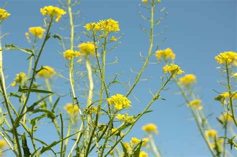 Premium Photo | Beautiful meadow flowers on blue sky background