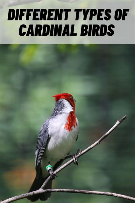 4 Types of Cardinal Birds (with Pictures)