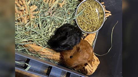 Guinea pig rescue in Moncton sees waitlist grow | CTV News