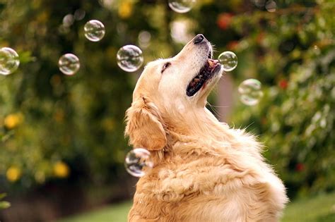 Adult golden retriever, bubbles, dog, bokeh, Retriever, By Champ ...