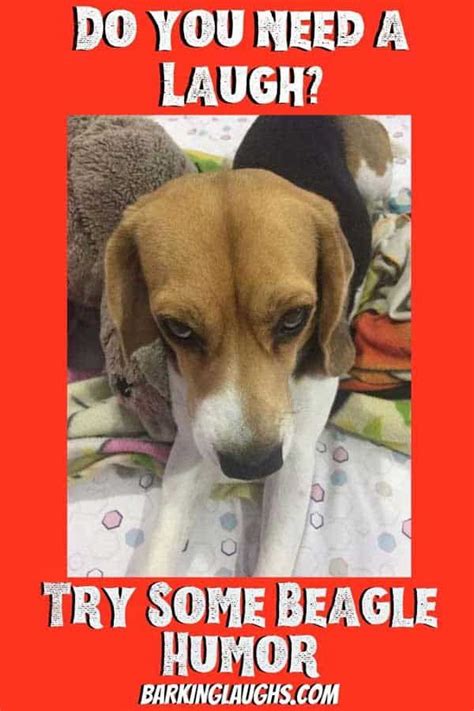 The Ultimate Beagle Humor! Beagle Memes and Funny Beagle Dog Pics ...