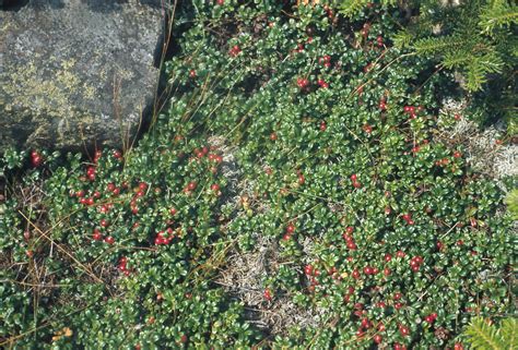 Vaccinium vitis-idaea (mountain cranberry): Go Botany