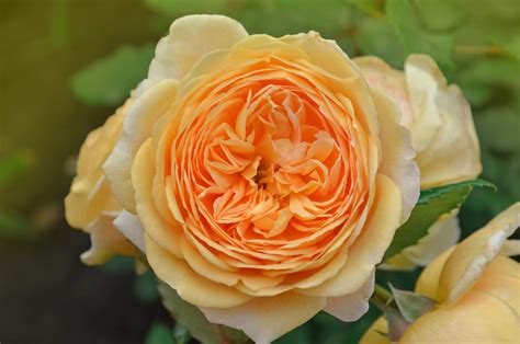 Winter Care for Roses | Jung Seed’s Gardening Blog