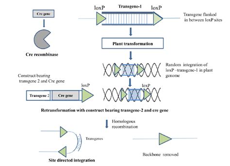 A schematic representation of site directed transgene integration in ...