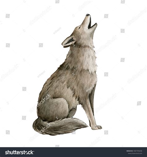 8,650 Coyote Drawing Images, Stock Photos & Vectors | Shutterstock