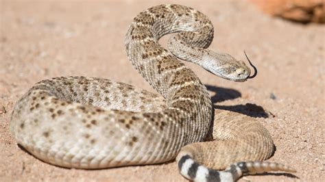 ¿Una serpiente de cascabel bebé es más peligrosa que una adulta? Mira ...