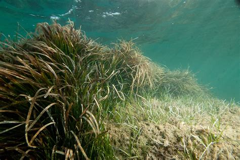 Seagrass Beds may Reduce Disease in Marine Organisms, and Humans!