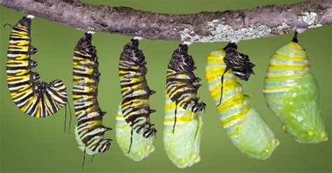 Monarch Butterfly Caterpillar: Everything You Need to Know - A-Z Animals