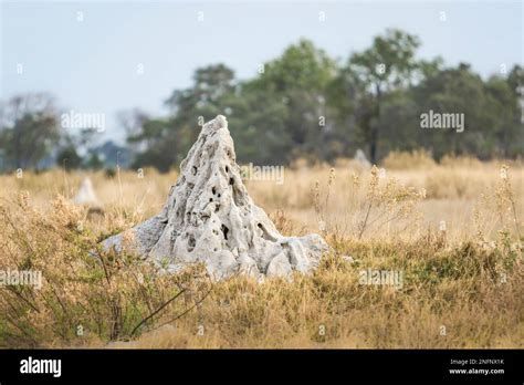 Termite hill, Mound-building termites, mound (Isoptera) in light grey ...