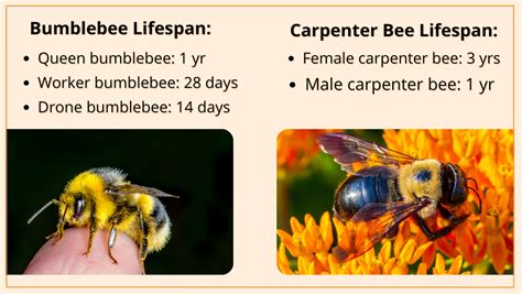 Carpenter Bee vs. Bumble Bee: What's the Difference?