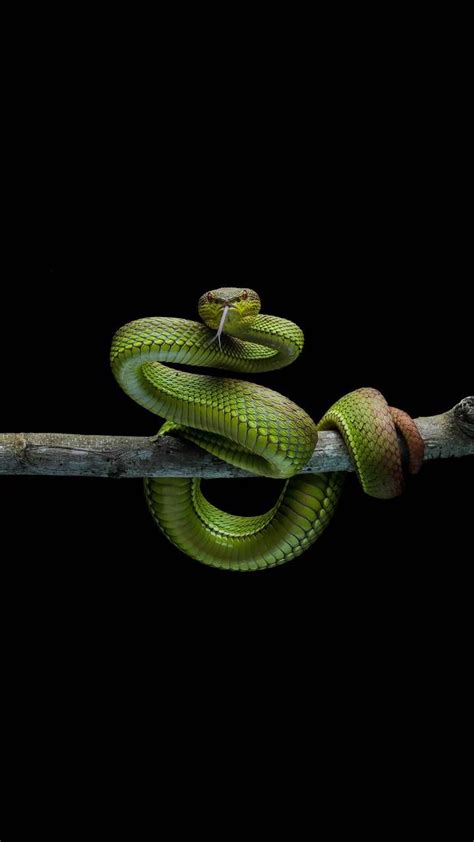 Green snake | Snake wallpaper, Snake photos, Snake