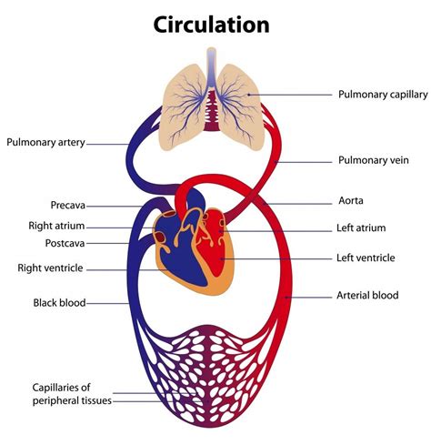 Circulatory System Labeled Simple