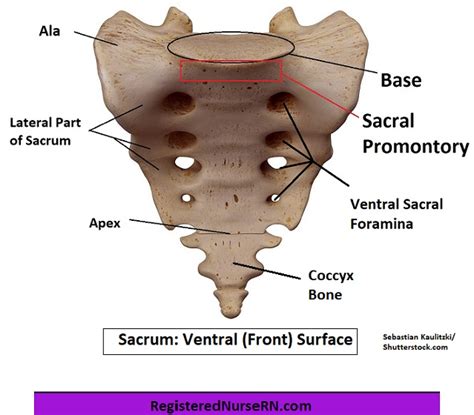 Sacrum Anatomy: Learn the Sacrum Bone (Images, Video, Notes)