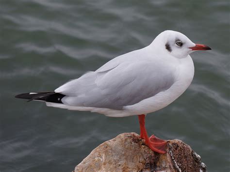 Буроголовая чайка - eBird