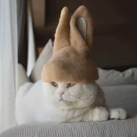 ryo yamazaki captures cats in hats crafted using their own fur