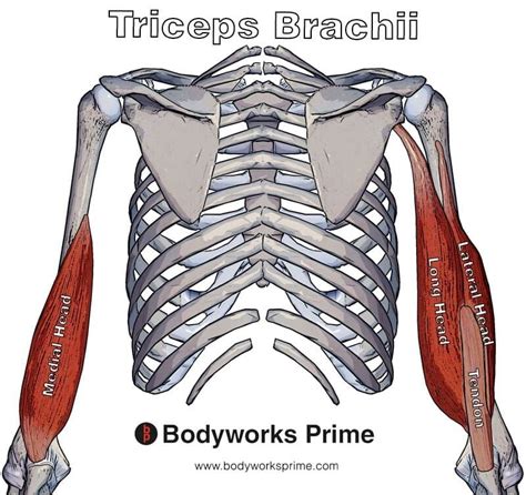 Teres Major Muscle Flashcards - Bodyworks Prime