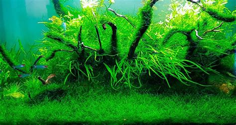 Java moss carpet. Photo by Aquascape Aquarium. | Planted aquarium ...