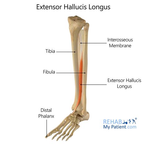 Extensor Hallucis Longus - denis