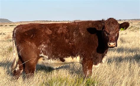 Beef Shorthorn: a breed made for crossbreeding!