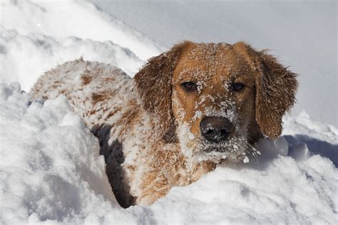 Golden Retrievers 'Swimming' Through Thick Snow Have Internet in ...