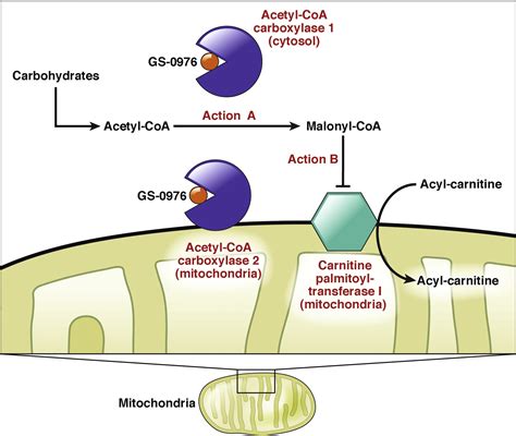 Acetyl-Coenzyme A carboxylase inhibition Delivers, as Anticipated, for ...