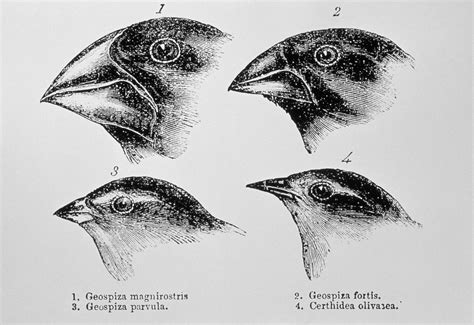 Charles Darwin's Finches and the Theory of Evolution