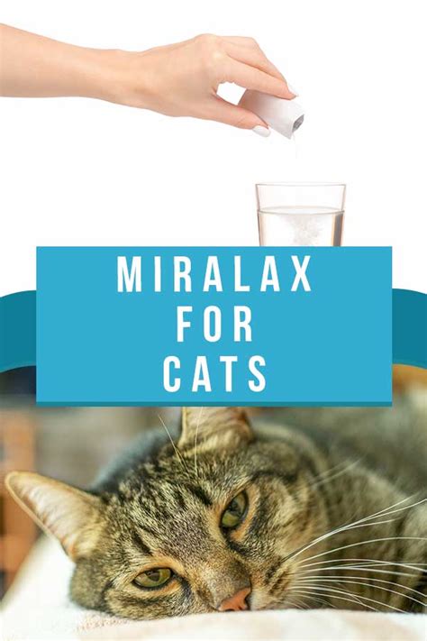 Miralax For Cats With Constipation - A Complete Guide For Owners