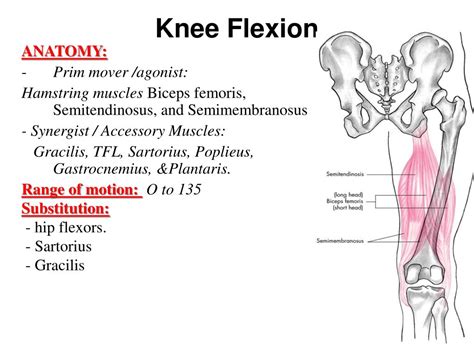 PPT - Knee and Ankle PowerPoint Presentation, free download - ID:2313117