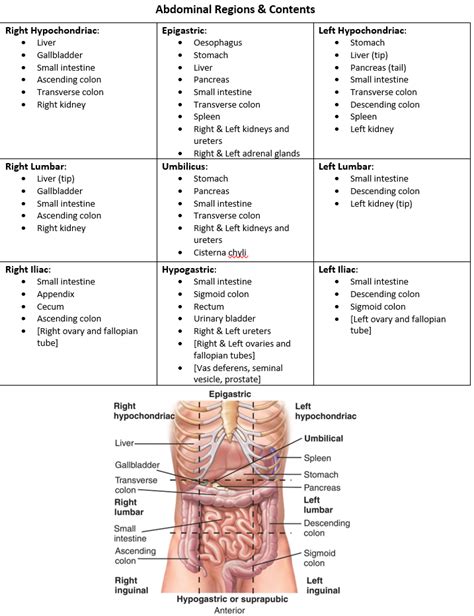 Quadrants Of Abdomen And Contents