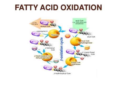 Lipid metabolism, types of fatty acids oxidation, Ketogenesis and ...