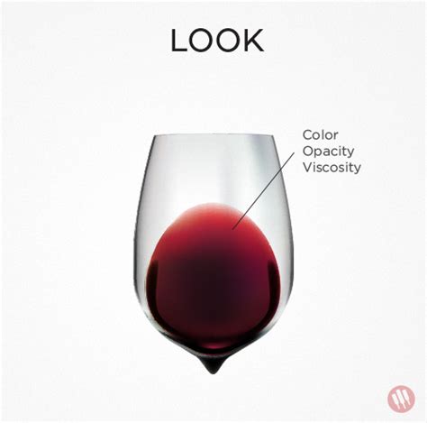 How to Taste Wine and Develop Your Palate | Wine Folly