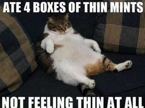 The 20 Funniest Diet Memes...Plus Cats! - MAN v FAT