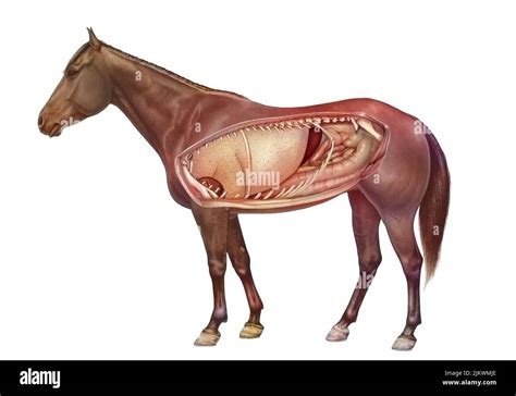 Anatomy of a horse showing the lungs, digestive system Stock Photo - Alamy