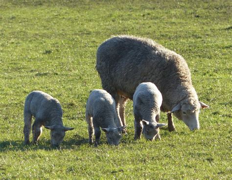 What's cooking?: Lambs, Appointments and One Blissful Hour