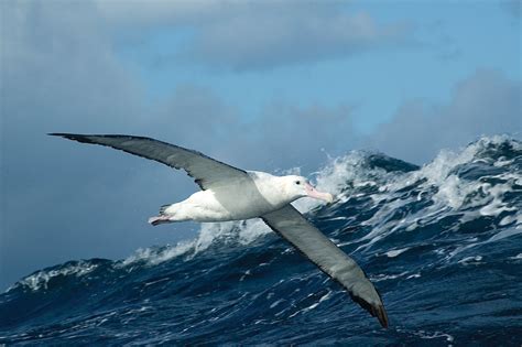 Threat Abatement Plan for the incidental catch (or bycatch) of seabirds ...