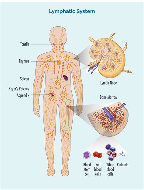 Parts Of The Lymphatic System