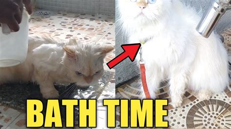 persian cat bathing ! how to bathe a Persian cat - YouTube