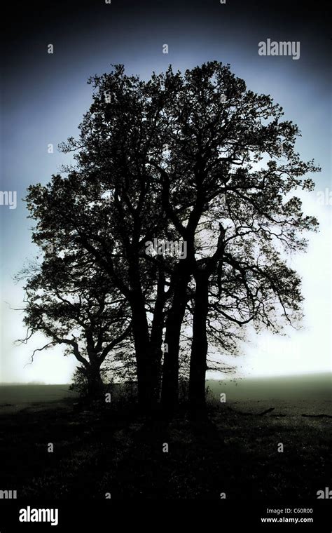 Old spooky oak tree Stock Photo - Alamy