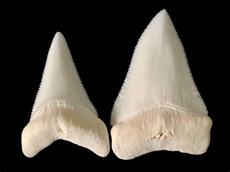 White Shark Teeth for Sale - Elasmo-Morph