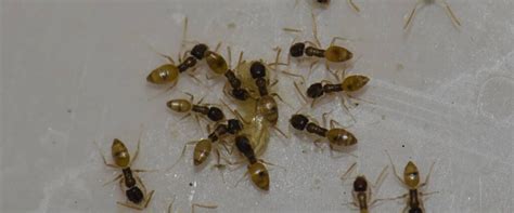 Learn More About Argentine Ants and How to Control Them