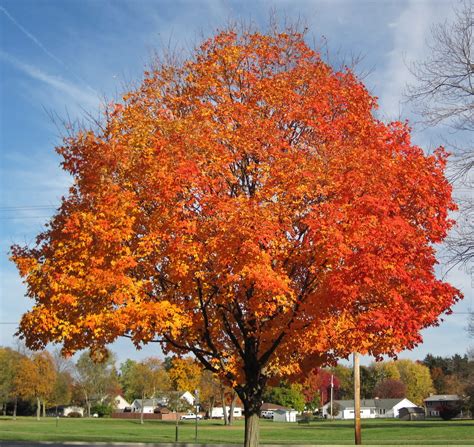 Signs of Spring 9: Natural History of the Sugar Maple | Ecologist's ...