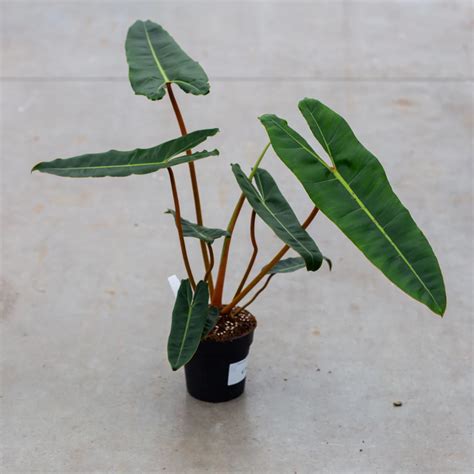 Philodendron Billietiae - Helamarket