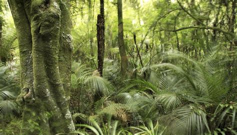 Facts About the Rainforest Layers | Sciencing