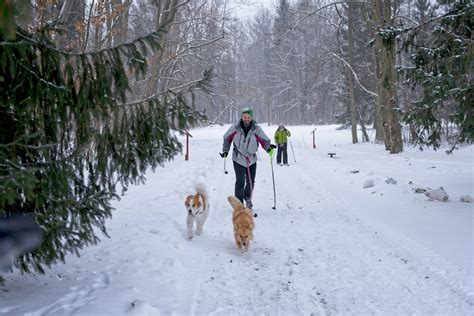 Bialowieza forest in winter. What to do in winter in Bialowieza - Plan ...