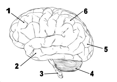 Blank Brain Diagram To Label