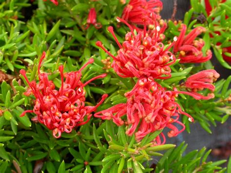 Grevillea juniperina ‘New Blood’ | Gardening With Angus