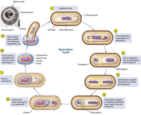 Bacterial endospore: Structure, Stages of Sporulation and Germination ...