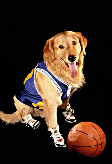 Cineplex.com | Air Bud - A Family Favourites Presentation